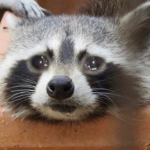 Meet your Posher, Jonah